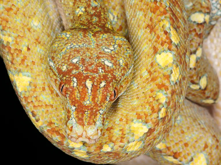 The Tiger Stripe Line